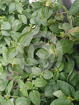 Weed plant of Ogiera ( EleutherantheraÂ ruderalisÂ (Sw.) Sch. Bip.)